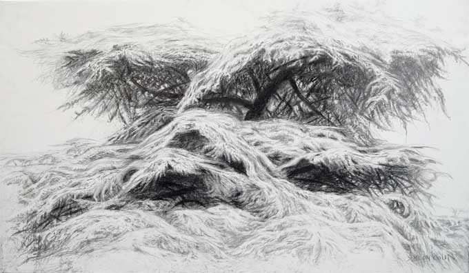 Siméon Colin, Cèdre 130 X 195 cm Crayon sur toile synthétique verni Siméon Colin, Cèdre 130 X 195 cm Crayon sur toile synthétique verni
