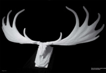 Mélanie Nitting, Entre arts et sciences, passé et présent, émotions et fascination Mélanie Nitting, Entre arts et sciences, passé et présent, émotions et fascination