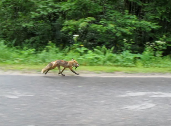 Nicolas Momein, Le renard, capture vidéo. courtesy galerie Bernard Ceysson