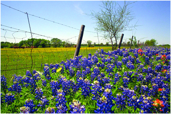 Au Texas, les fleurs sont à l’honneur. Des destinations de voyage inhabituelles