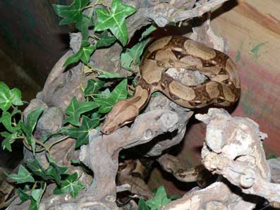 Boa - Crédit photo Safari de Peaugres Boa - Crédit photo Safari de Peaugres