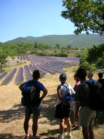 23 juin au 28 juillet, Visite-découverte chez un producteur de lavande dans la région de Montélimar