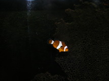 Jusqu'au 31 août, L'Aquarium du Grand Lyon fait son cinema Jusqu'au 31 août, L'Aquarium du Grand Lyon fait son cinema