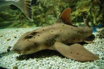 Requin cornu Heterodontus francisci © Aquarium de la Porte Dorée