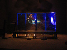 26 janvier au 2 février , Le cabinet de curiosités, Théâtre Nouvelle Génération, Lyon 26 janvier au 2 février , Le cabinet de curiosités, Théâtre Nouvelle Génération, Lyon