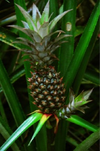 2 au 6 juin. Fêter l’ananas sur l’archipel d’Eleuthera aux Bahamas