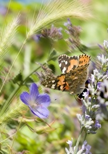 Jusqu’au 29 août. Exposition « Faits divers au jardin, la biodiversité à sa porte » au musée départemental des Pays de Seine-et-Marne à Saint-Cyr-Sur-Morin Jusqu’au 29 août. Exposition « Faits divers au jardin, la biodiversité à sa porte » au musée départemental des Pays de Seine-et-Marne à Saint-Cyr-Sur-Morin