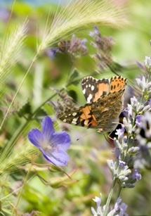 Jusqu’au 29 août. Exposition « Faits divers au jardin, la biodiversité à sa porte » au musée départemental des Pays de Seine-et-Marne à  Saint-Cyr-Sur-Morin