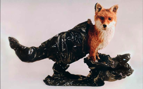 Extrafine, FOX, tirage lambda, 100x75 cm, 2009