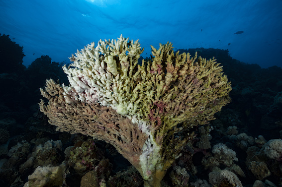 Corail blanchi en train de mourir  © Alexis Rosenfeld