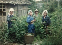 La cueillette des feuilles de mûrier, environs de Matsumoto,1926  Autochrome de Roger Dumas