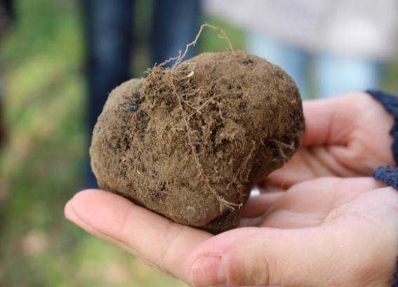 Truffe de la Drôme des collines © DR Truffe de la Drôme des collines © DR