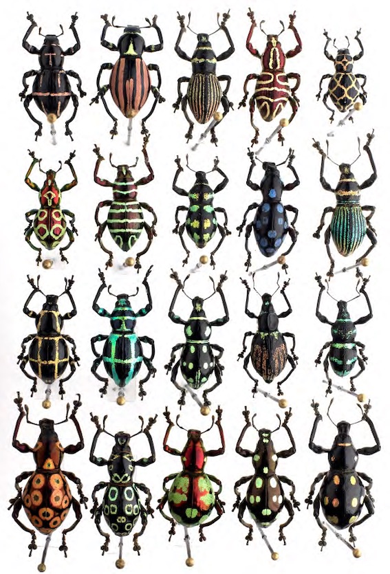 Boîte de coléoptères - Collection de Gilbert Rey – musée des Confluences photo Pierre-Olivier Deschamps – Agence VU