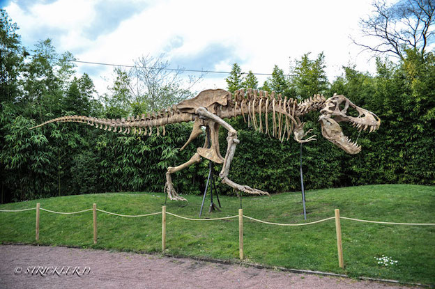 Le Muséum de l'Ardèche de Balazuc (07) installera le jeudi 28 mars 2019 sur son site la copie d'un T-Rex (ou Tyrannosaurus rex)