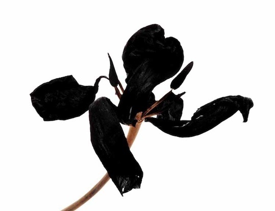 Denis Brihat, Tulipe noire 40x50 | tirage argentique noir et blanc enrichi d’un virage au sélénium | 1981