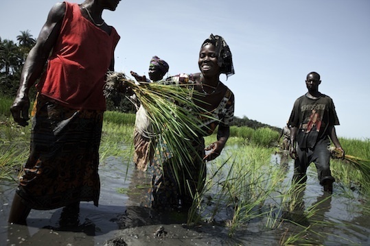Repiquage à Dacolma, Kapatchez. © Jonas Bendiksen / Magnum Photos Repiquage à Dacolma, Kapatchez. © Jonas Bendiksen / Magnum Photos