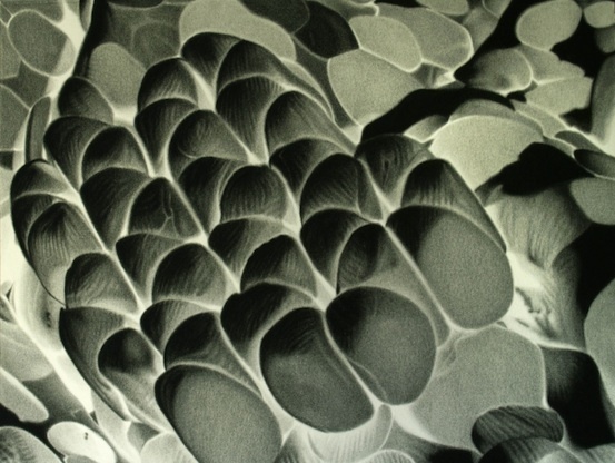 Serie Híbridos, 2011. Fusain sur papier, 50 x 70 cm. Ernesto CASERO Serie Híbridos, 2011. Fusain sur papier, 50 x 70 cm. Ernesto CASERO