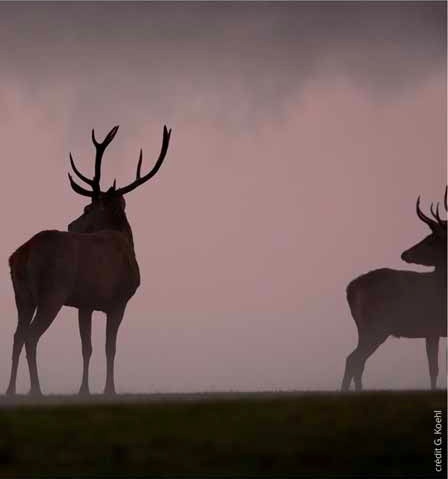 Amphitryon de Molière, par la Compagnie de l’Iris, théâtre de l'Iris, Villeurbanne, décembre 2011 Amphitryon de Molière, par la Compagnie de l’Iris, théâtre de l'Iris, Villeurbanne, décembre 2011