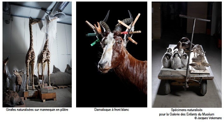 Taxidermie, dans les coulisses du Muséum. Exposition photographique au Jardin des Plantes du 26 janvier au 21 mars 2012 Taxidermie, dans les coulisses du Muséum. Exposition photographique au Jardin des Plantes du 26 janvier au 21 mars 2012