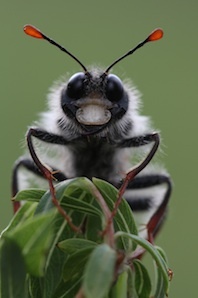 Artiste insecte, Ferme des Arts de Vaison-la-Romaine et au Naturoptère de Sérignan du Comtat, 10 février au 10 avril 2012