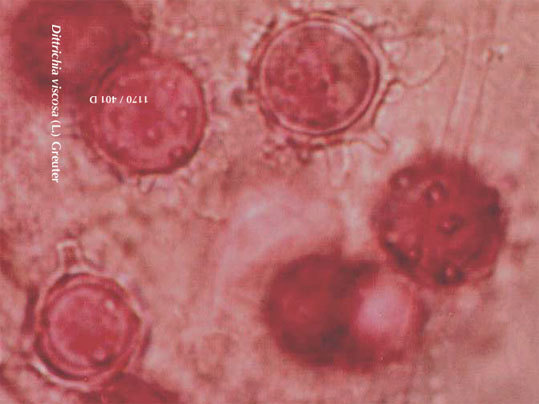 Benoît Laffiché, 1170/401D Dittrichia viscosa (L.) Greuter, Strait of Gibraltar, 2009 Benoît Laffiché, 1170/401D Dittrichia viscosa (L.) Greuter, Strait of Gibraltar, 2009