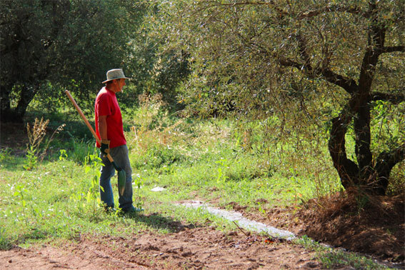 L'olivier, l'eau, l'homme © Pierre Aimar L'olivier, l'eau, l'homme © Pierre Aimar