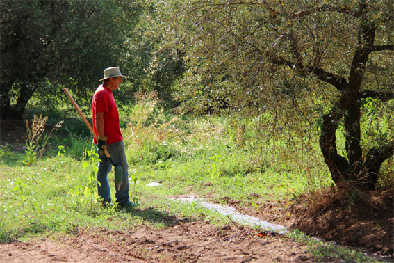 L'olivier, l'eau, l'homme © Pierre Aimar