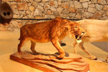 Le tigre à dents de sabre accueille le visiteur © P.A. Le tigre à dents de sabre accueille le visiteur © P.A.