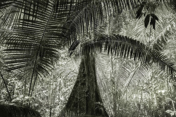 A Picturesque Voyage through Brazil / Brazil #28. Photographie originale. Tirage numérique. Signé par l'artiste A Picturesque Voyage through Brazil / Brazil #28. Photographie originale. Tirage numérique. Signé par l'artiste