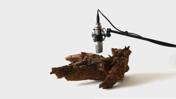 Zimoun - Woodworms, wood, microphone, sound system (2009-2012)  ©  Zimoun