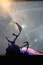 Amphitryon de Molière par la compagnie de l'iris, Théâtre de l'Iris, Villeurbanne, du 13 au 22 décembre 2012 Amphitryon de Molière par la compagnie de l'iris, Théâtre de l'Iris, Villeurbanne, du 13 au 22 décembre 2012