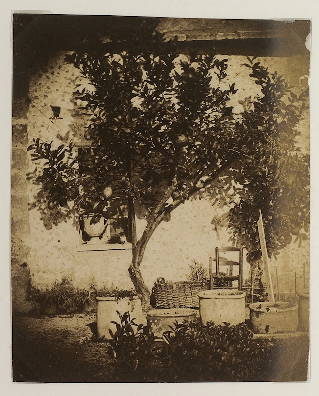 Grasse, citronnier Charles Nègre Vers 1852, Grasse Photographie sur papier albuminé Musée d’Art et d’Histoire de Provence, inv. 2010.0.237 Achat, 2004