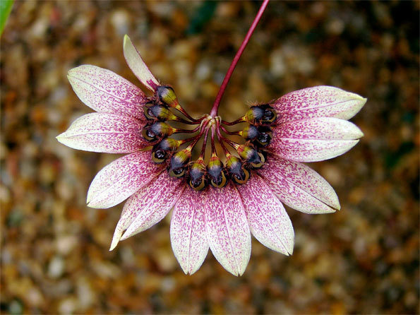 Cirrhopetalu gagnepainii var. purpurreum © MNH