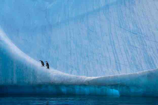 Paul Nicklen - Home Ice Advantage, 2006 | Antarctic Peninsula, Antarctica Paul Nicklen - Home Ice Advantage, 2006 | Antarctic Peninsula, Antarctica