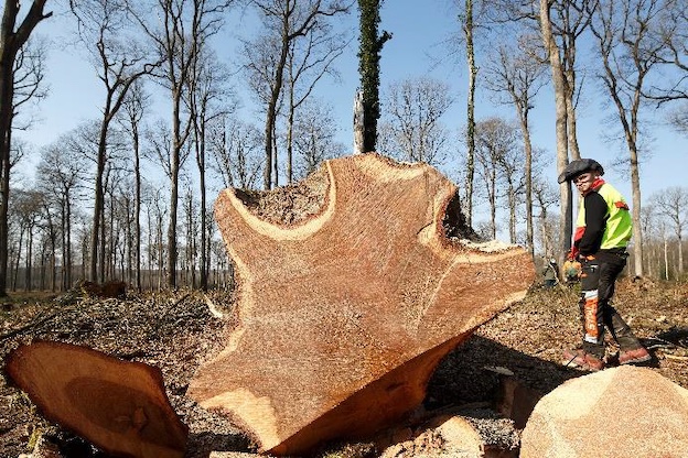 Récolte du chêne numéro 1, en forêt domaniale de Bercé (Sarthe) © David Bordes / Etablissement public chargé de la conservation et de la restauration de la cathédrale Notre-Dame de Paris