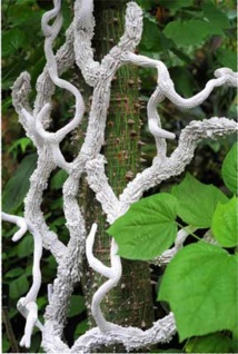 Tzuri Gueta. Noces végétales © DR Tzuri Gueta. Noces végétales © DR