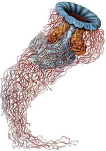 La Rotonde, à Saint-Etienne, accueille la nouvelle version de l’exposition « Balade dans l’Evolution » du 1er avril et jusqu’au 5 juillet 2014 La Rotonde, à Saint-Etienne, accueille la nouvelle version de l’exposition « Balade dans l’Evolution » du 1er avril et jusqu’au 5 juillet 2014