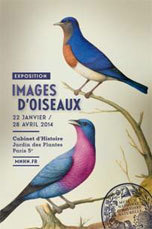 Images d’oiseaux, exposition au Cabinet d’Histoire du Jardin des Plantes, Paris, du 22 janvier au 28 avril 2014