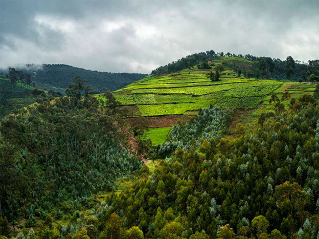 Vue des collines du village de Cyitabi, à la limite de la forêt de Nyungwe. Rwanda, 2013. © Alexis Cordesse