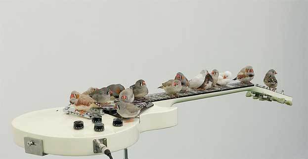 Céleste Boursier-Mougenot, From here to ear, 1999-2009, Collection CNAP © Adagp, Paris / CNAP, Détail : Frédéric Lanternier Céleste Boursier-Mougenot, From here to ear, 1999-2009, Collection CNAP © Adagp, Paris / CNAP, Détail : Frédéric Lanternier