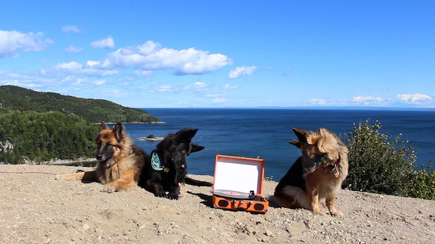 CHIENS-LOUPS © Julie Chaffort-image extraite de la video-2015.jpg CHIENS-LOUPS © Julie Chaffort-image extraite de la video-2015.jpg