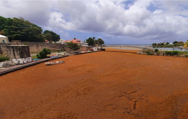 Le port de pêche de la commune du Moule, en Guadeloupe, lors d'un épisode d'échouage massif en 2021 © M.A.