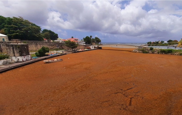Le port de pêche de la commune du Moule, en Guadeloupe, lors d'un épisode d'échouage massif en 2021 © M.A. Le port de pêche de la commune du Moule, en Guadeloupe, lors d'un épisode d'échouage massif en 2021 © M.A.