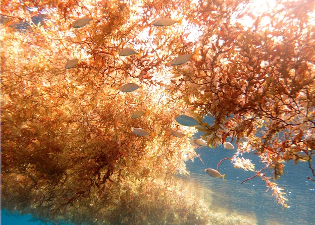 C'est en mer, durant leurs déplacements entre les îles que les sargasses se reproduisent et prolifèrent © M.A.