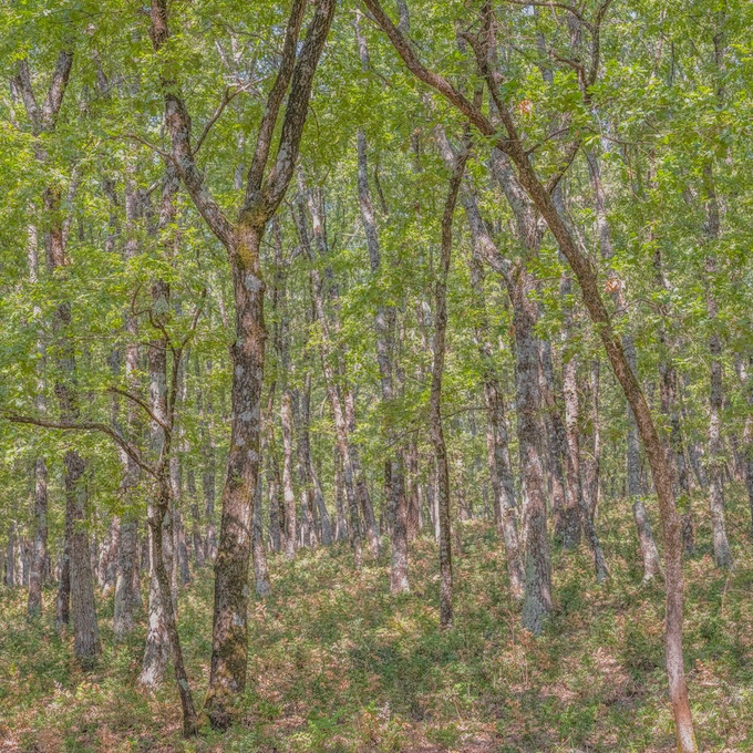 Uzès : La forêt magique. Exposition-vente. Du 10 septembre  au 30 octobre  2022