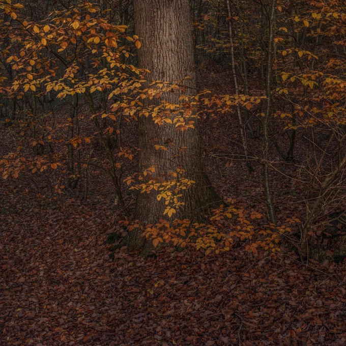 Uzès : La forêt magique. Exposition-vente. Du 10 septembre  au 30 octobre  2022