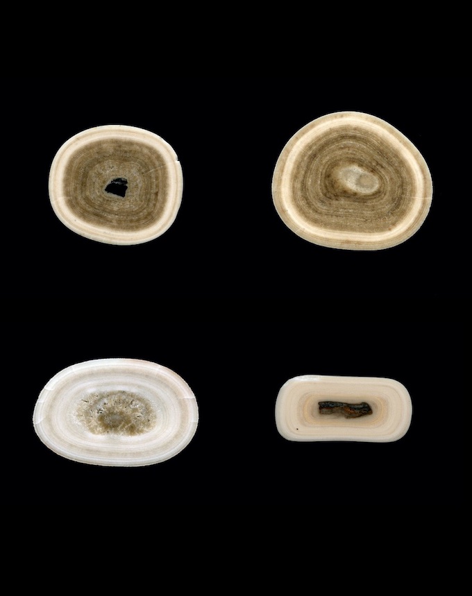 Les stalagmites, une fois sciées et po-lies, peuvent laisser apparaître de fines couches de croissance, à l’image des cernes des arbres Les stalagmites, une fois sciées et po-lies, peuvent laisser apparaître de fines couches de croissance, à l’image des cernes des arbres