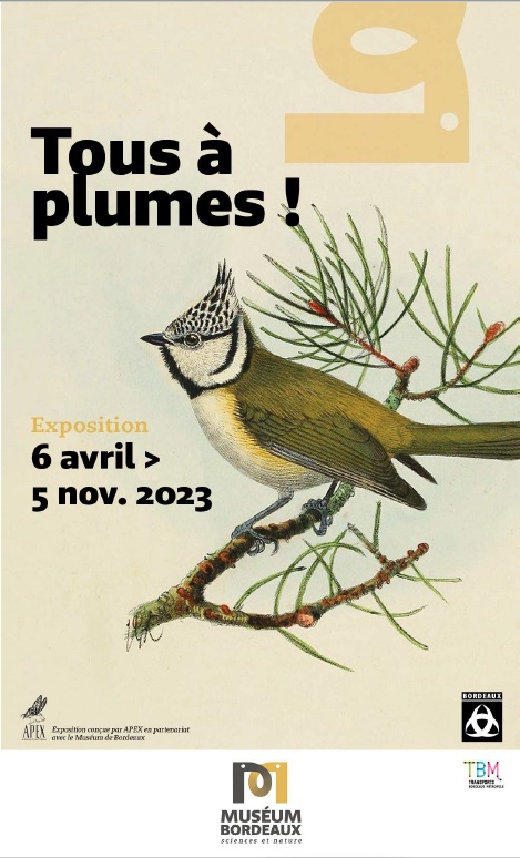 Museum de Bordeaux : Tous a plumes ! Expo du 6 avril au 5 novembre 2023