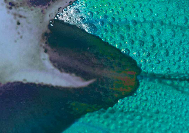 René Bruno, détail © DR René Bruno, détail © DR