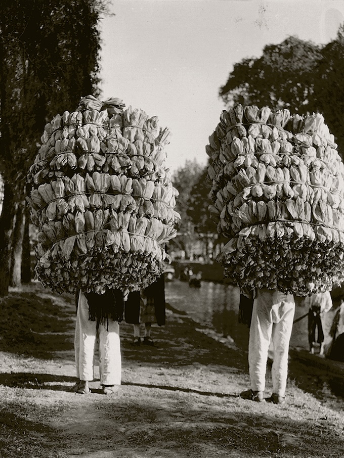 Tina Modotti Sans titre (Indiens transportant des chargements de feuilles de maïs pour la préparation des « tamales ») 1926-1929 San Francisco Museum of Modern Art.